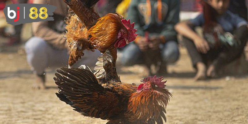 Các yếu tố ảnh hưởng tới đá gà KUBET77