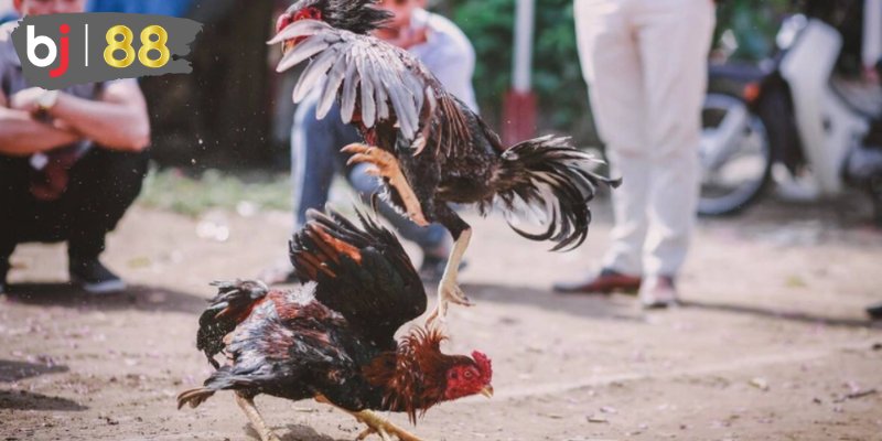 Cược đặt cược theo hình thức chấp/đặt cược đặc biệt