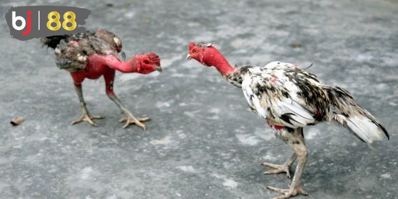 Phản hồi tích cực từ cộng đồng